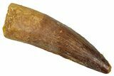 Fossil Spinosaurus Tooth - Real Dinosaur Tooth #340678-1